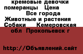 кремовые девочки померанцы › Цена ­ 30 000 - Все города Животные и растения » Собаки   . Кемеровская обл.,Прокопьевск г.